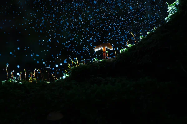 小さな菌類は 暗い背景と木の幹と緑の苔に生えたキノコします バックライト 大気中の照明とマクロの詳細と秋の風景 — ストック写真