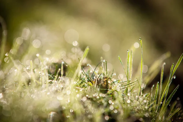 Tautropfen Auf Einem Grünen Gras Bokeh Hintergrund Gras Sonne Weichzeichner — Stockfoto