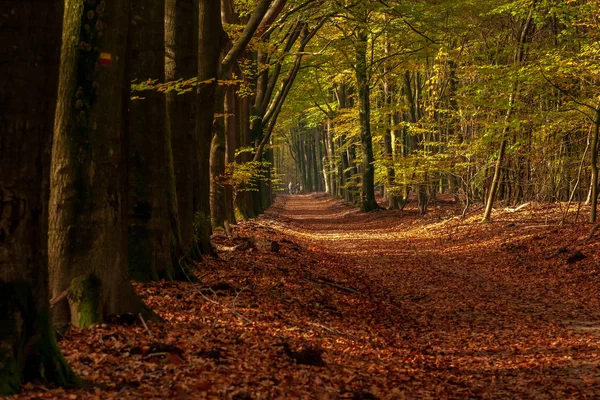 Foresta Autunnale Più Bella Dei Paesi Bassi Con Viste Mistiche — Foto Stock