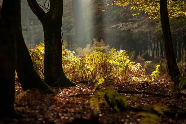 オランダ神秘的 神秘的な景色や早朝の霧大気朝焼け最も美しい秋の森 — ストック写真