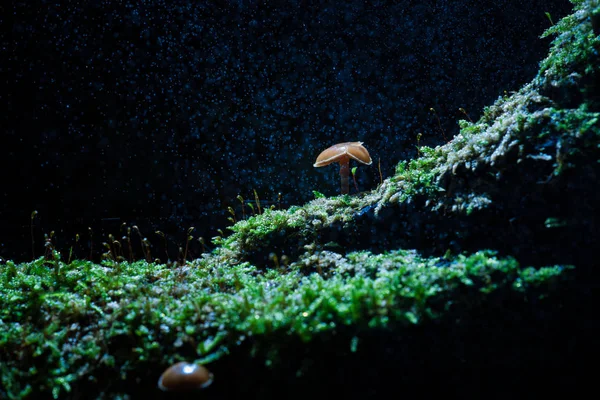 小さな菌類は 暗い背景と木の幹と緑の苔に生えたキノコします バックライト 大気中の照明とマクロの詳細と秋の風景 — ストック写真