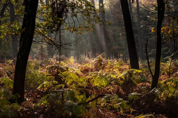 Nejkrásnější Podzimní Les Nizozemsku Mystické Tajemné Pohledy Atmosférické Svítání Mlhavá — Stock fotografie