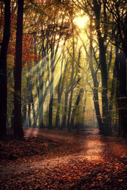 Speulderbos 