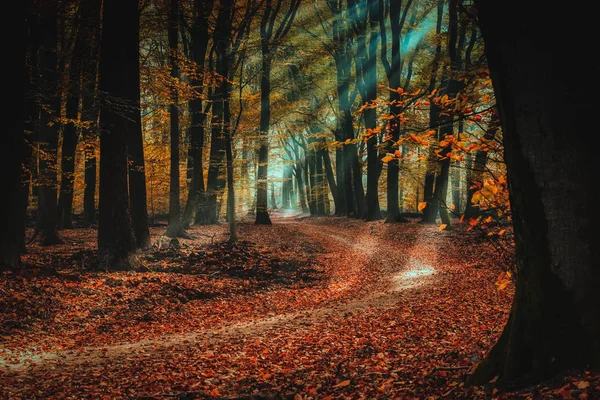 Speulderbos Árvores Dançando Speulder Sprielderbos Uma Das Florestas Mais Antigas — Fotografia de Stock