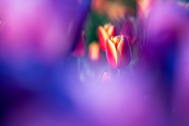 Çiçekli bir lale alanında güzel renkli Hollandalalaları