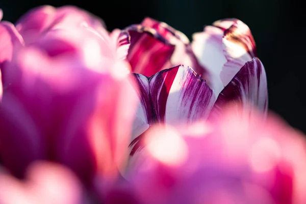 Hermosos tulipanes holandeses de colores en un campo de tulipanes florecientes — Foto de Stock