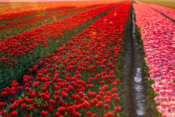 Hermosos tulipanes holandeses de colores en un campo de tulipanes florecientes — Foto de Stock