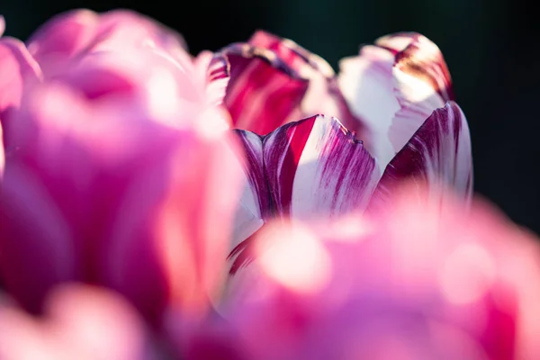 Όμορφο χρώμα Ολλανδικές τουλίπες σε ένα πεδίο τουλίπα ανθοφορίας — Φωτογραφία Αρχείου