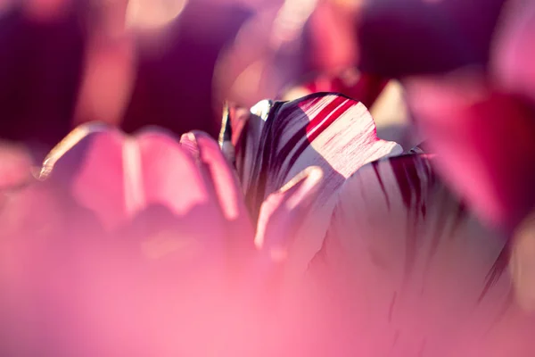 Захід сонця і тепле сонячне світло над кольоровими квітучими полями тюльпанів — стокове фото