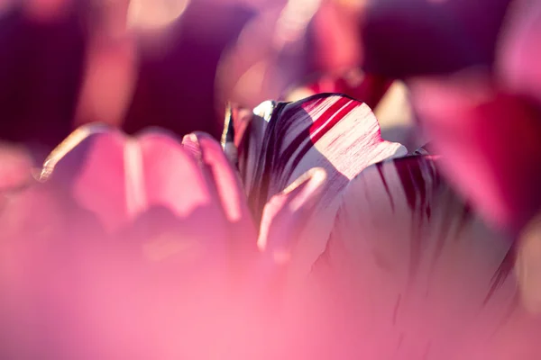 Sunset and warm sun light over the colored blooming tulip fields — Stock Photo, Image