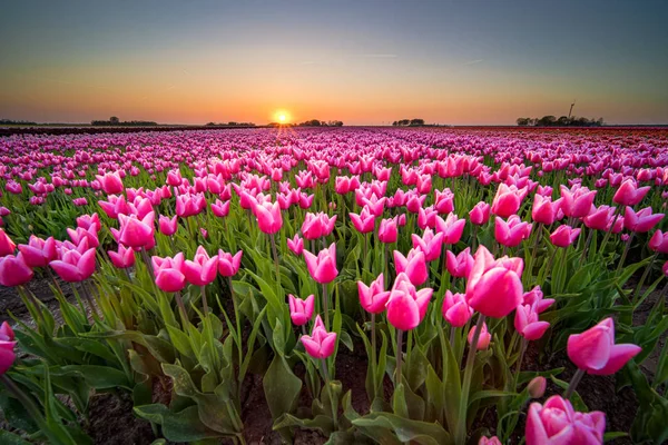 Pôr do sol e luz do sol quente sobre os campos de tulipas coloridos — Fotografia de Stock