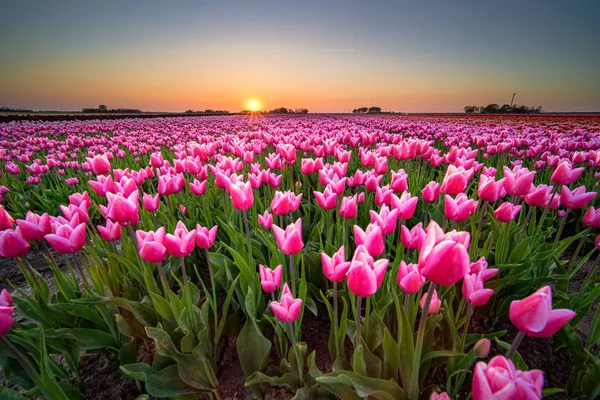 Pôr do sol e luz do sol quente sobre os campos de tulipas coloridos — Fotografia de Stock