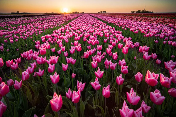 Pôr do sol e luz do sol quente sobre os campos de tulipas coloridos — Fotografia de Stock