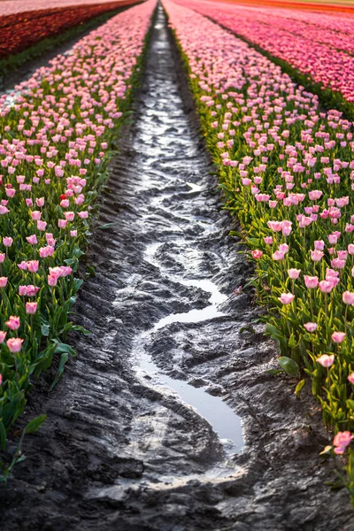 Eau de pluie réfléchissante dans la boue de la tulipe fleurie colorée — Photo