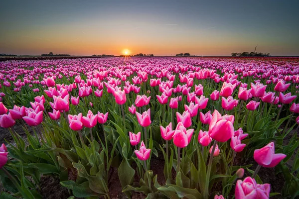 Pôr do sol e luz do sol quente sobre os campos de tulipas coloridos — Fotografia de Stock