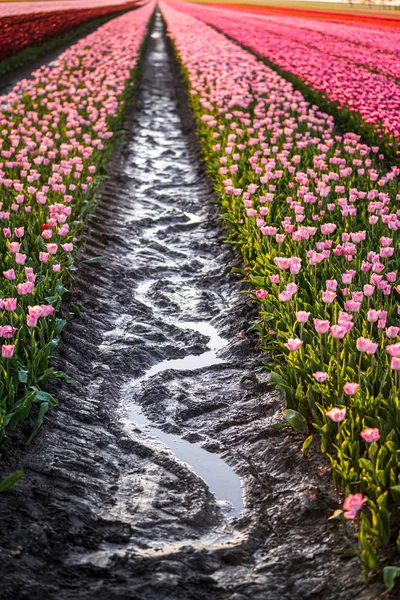 Água de chuva reflexiva na lama da tulipa florida colorida — Fotografia de Stock
