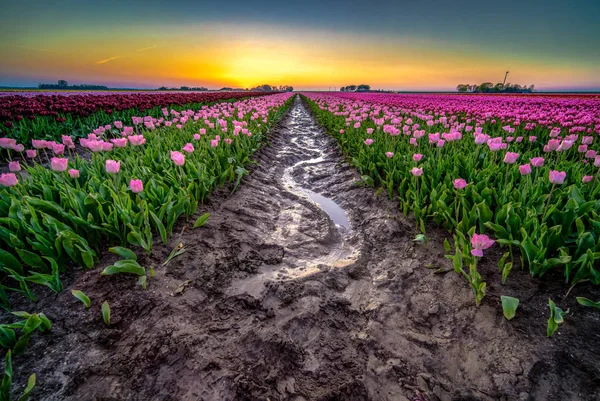 Água de chuva reflexiva na lama da tulipa florida colorida — Fotografia de Stock