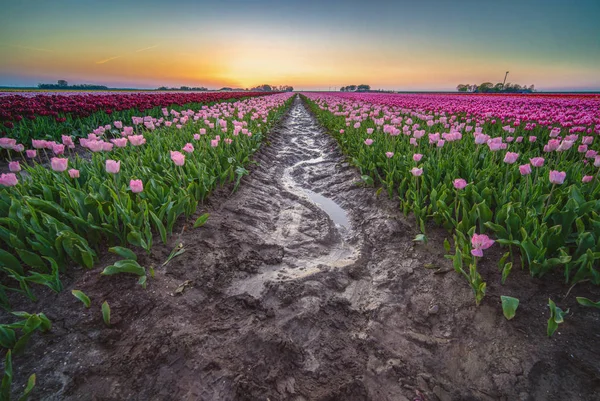 Água de chuva reflexiva na lama da tulipa florida colorida — Fotografia de Stock