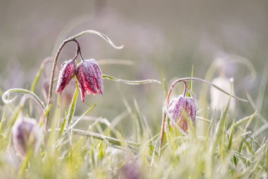 Narin Yılan Başlı Fritiller 'in beyaz ve mor çiçekleri