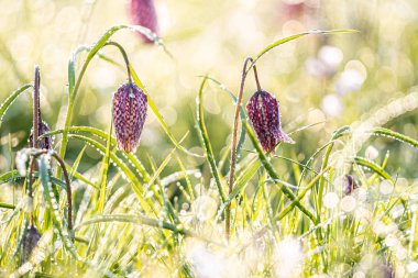 Narin Yılan Başlı Fritiller 'in beyaz ve mor çiçekleri