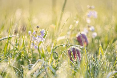 Narin Yılan Başlı Fritiller 'in beyaz ve mor çiçekleri