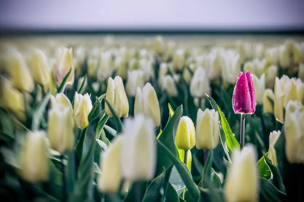 Purple colored tulip in a white bulb field — Stock Photo, Image