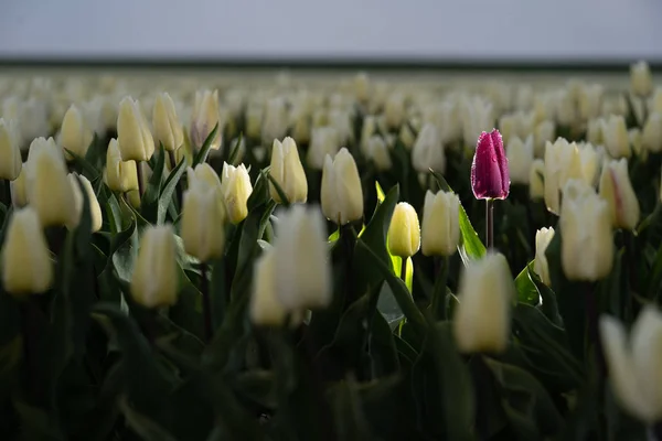 Tulipe de couleur pourpre dans un champ d'ampoules blanches — Photo