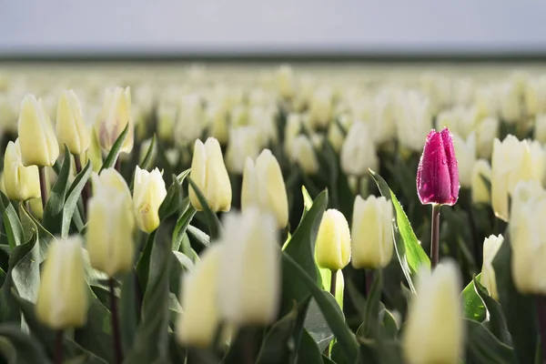 Purple colored tulip in a white bulb field — Stock Photo, Image