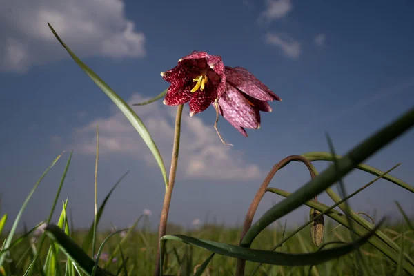 White and purple flowers of the delicate Snake's-head Fritillary — Stock Photo, Image