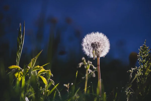 Fluffy dandelion with seeds in the grassland — Stock Photo, Image