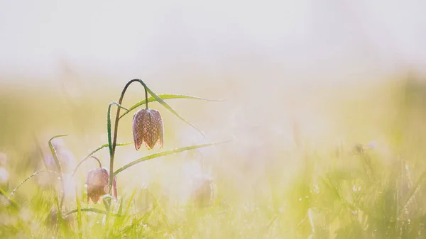 White and purple flowers of the delicate Snakehead Fritillary in — Stock Photo, Image