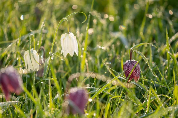 Weiße und violette Blüten des zarten Schlangenkopffrillars in — Stockfoto