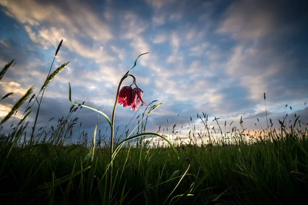 Weiße und violette Blüten des zarten Schlangenkopffrillars in — Stockfoto