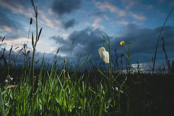 White and purple flowers of the delicate Snakehead Fritillary in — Stock Photo, Image