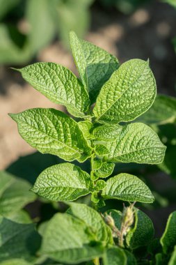 Yeşil yapraklar arka plan olarak patates yakın