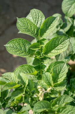 Yeşil yapraklar arka plan olarak patates yakın