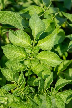 Yeşil yapraklar arka plan olarak patates yakın