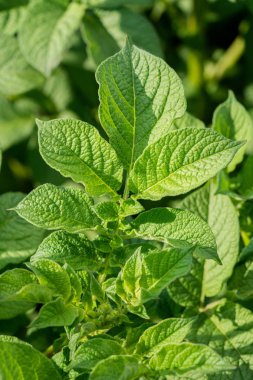 Yeşil yapraklar arka plan olarak patates yakın