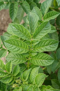 Yeşil yapraklar arka plan olarak patates yakın