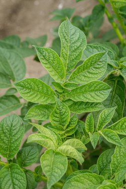 Yeşil yapraklar arka plan olarak patates yakın