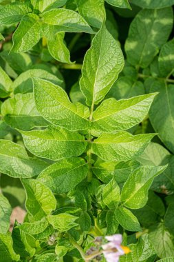 Yeşil yapraklar arka plan olarak patates yakın