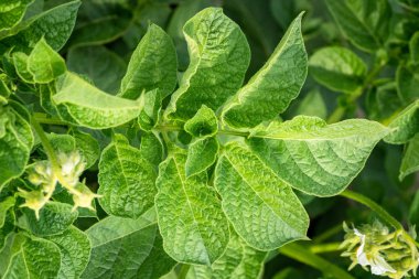 Yeşil yapraklar arka plan olarak patates yakın