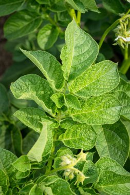 Yeşil yapraklar arka plan olarak patates yakın