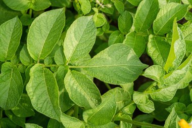 Yeşil yapraklar arka plan olarak patates yakın