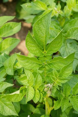 Yeşil yapraklar arka plan olarak patates yakın