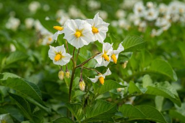 Patates çiçekleri ve yeşil yapraklar. Hollanda'da patates tarlası
