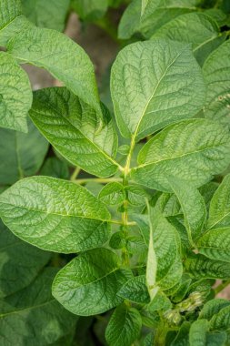 Yeşil yapraklar arka plan olarak patates yakın