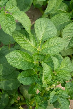 Yeşil yapraklar arka plan olarak patates yakın