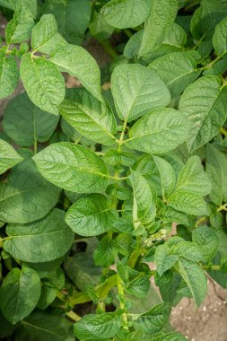 Yeşil yapraklar arka plan olarak patates yakın