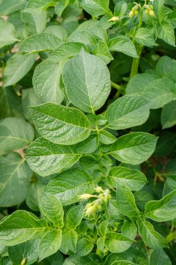 Yeşil yapraklar arka plan olarak patates yakın